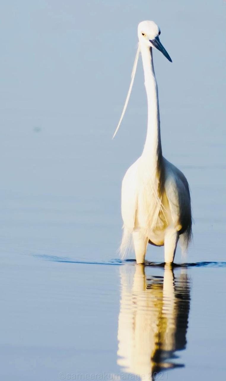 Pelican Lake Udawalawe Zewnętrze zdjęcie